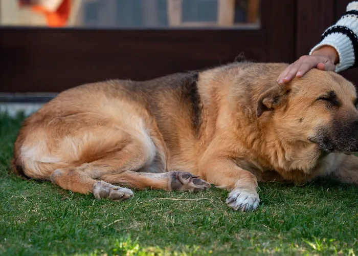 Ajlan Cunda 2* Ayvalı